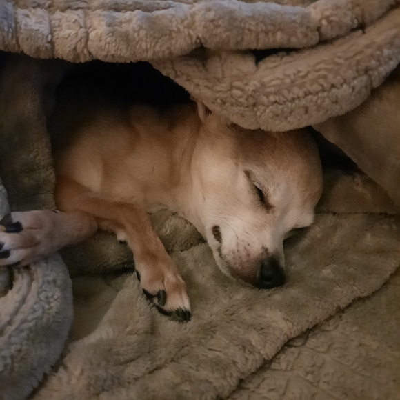 Meet your Posher, Rebekah - Picture 6 of 6